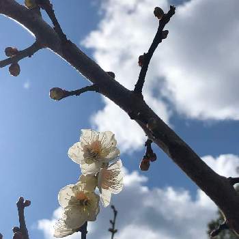 春はすぐそこに‼︎の画像 by プルメリアンナさん | お出かけ先と梅(うめ)と春はすぐそこに‼︎と癒しと植物の生命力と植物が好きと和歌浦天満宮とファインダー越しの私の世界
