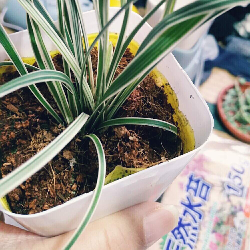 スノードラゴンの投稿画像 By 橘 加絵さん ダイソーとキジカクシ科とジャノヒゲ属 月2月9日 Greensnap グリーンスナップ