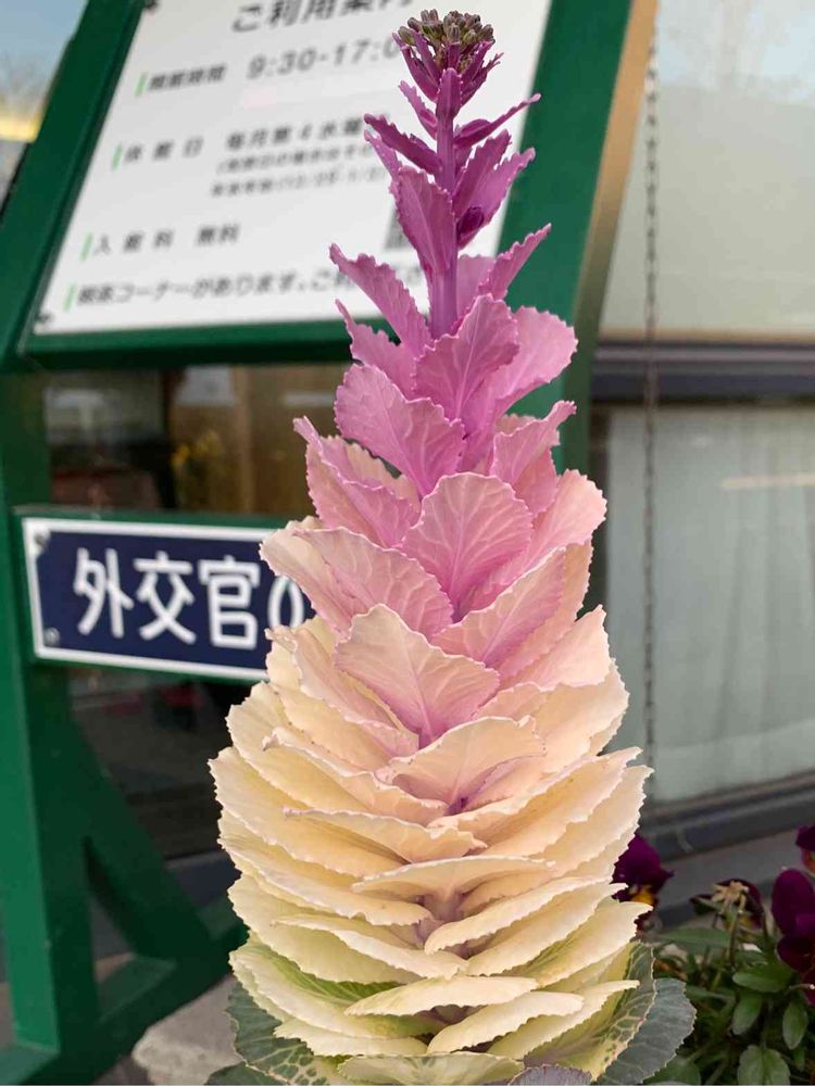 シゲルさんの山手イタリア山庭園への投稿