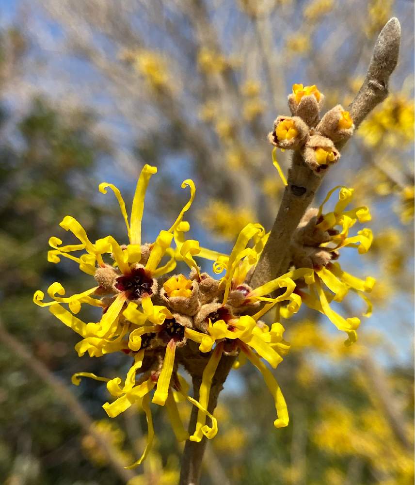 まんさくの投稿画像 By ネクストさん 月2月9日 Greensnap グリーンスナップ