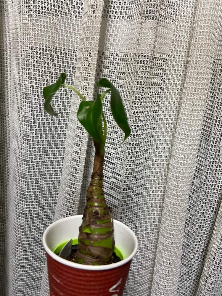 クワズイモの投稿画像 By ちよこさん キャンドゥ出身 月2月9日 Greensnap グリーンスナップ