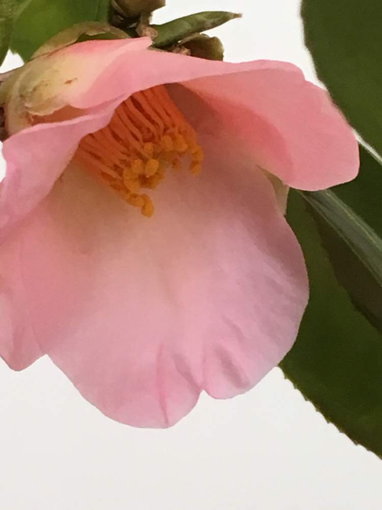 ツバキの花の投稿画像 By ひみこさん つばき 侘助とつばきの花と椿 侘助 と花のある暮らしと椿 ツバキとツバキ 茶花 月2月9日 Greensnap グリーンスナップ