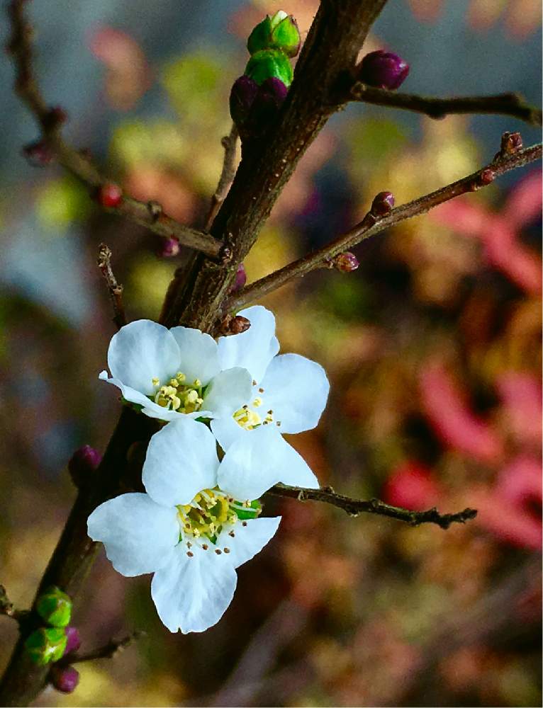 ユキヤナギの投稿画像 By Tomomo さん お庭の植物と樹木の花 月2月10日 Greensnap グリーンスナップ