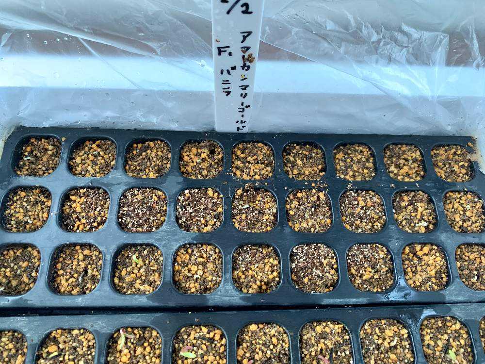 タネから栽培日記 アフリカンマリーゴールド F1 バニラ 完結 Greensnap グリーンスナップ