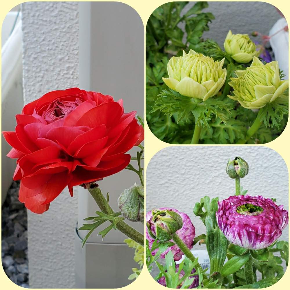 ラナンキュラスの投稿画像 By にょさん ラナンキュラス マシュとアネモネ 凛々花とラナンキュラス 綾リッチ 月2月10日 Greensnap グリーンスナップ