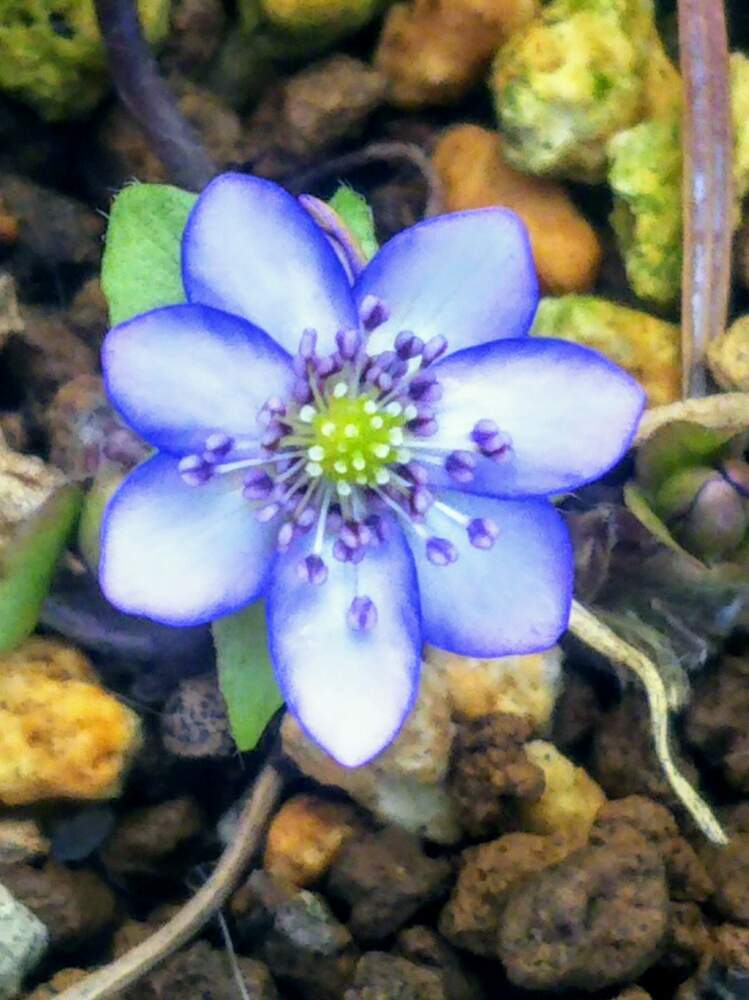 雪割草の投稿画像 By ビオトープ3世 さん 月2月10日 Greensnap グリーンスナップ