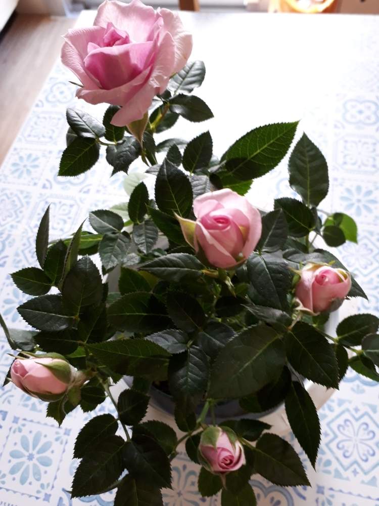 ミニ薔薇 の投稿画像 By 緑さん スマホ撮影とベランダにてと野草好きと薔薇好きと盆栽も好きと鉢植えと白花好きと切り花と四季咲き 5枚葉の上カット 月2月10日 Greensnap グリーンスナップ