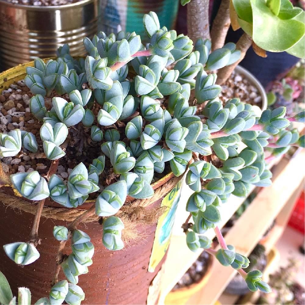 山形の投稿画像 By Yukari23さん 冬越しと東北と簡易温室とトトの日と多肉女子と暖冬とタニラーと可愛いと 碧魚連と花のある暮らしと多肉寄せ植え 月2月10日 Greensnap グリーンスナップ