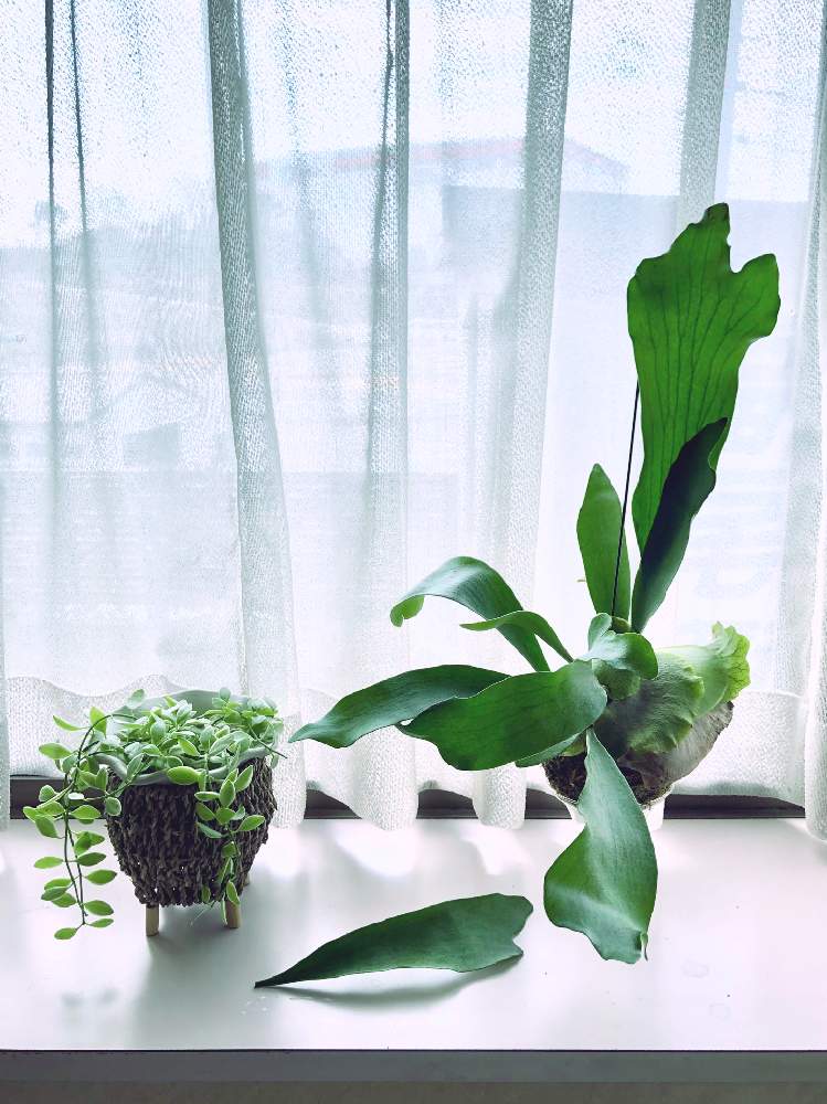 コウモリランの投稿画像 By ポッポさん ディスキディアと落下と観葉植物と植物のある暮らしと ビカクシダと植中毒とディスキディア属と花のある暮らしとインテリアグリーン 月2月10日 Greensnap グリーンスナップ