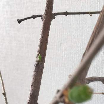 切り枝の画像 by nicoさん | 蝋梅と切り枝といただきものとロウバイの実とロウバイ属と成長記録とロウバイ科と枝もの