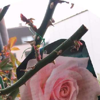 薔薇オードリーヘップバーンの画像 by 花が好きさん | バルコニー/ベランダと薔薇オードリーヘップバーンといつも笑顔で〜〜♡とキュンキュン乙女倶楽部とみんなが幸せに〜〜♡とありがとう♡とGSミニモニと花のある世界♡といい感じ♪♪と優しい色合い♡とバラと夢CLUBと小さな庭♡ととても癒される♡とガーデニングと薔薇が好きです♡と花のある暮らしと花が好きです♡♡♡と花の16年組♡とみんなが健康に〜〜♡と可愛いね♡と薔薇愛同盟