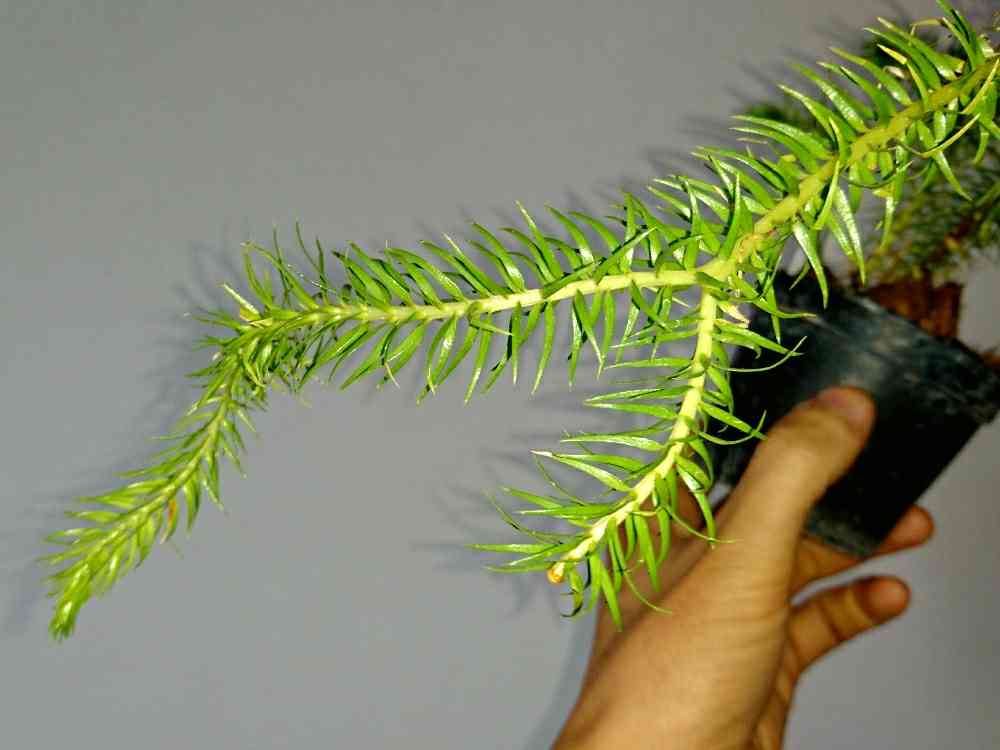 ヒカゲノカズラ科の一覧｜🍀GreenSnap（グリーンスナップ）