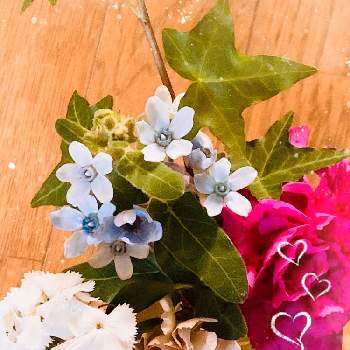セイヨウキヅタの葉の画像 by Toshieさん | キッチンとブルースター☆とカーネーション♡とありがとう♡と素敵な花とお花の定期便とセイヨウキヅタの葉と花を飾るとGSミニモニ。とナデシコ☆と花のある暮らしと花は癒やし♡とGS映え
