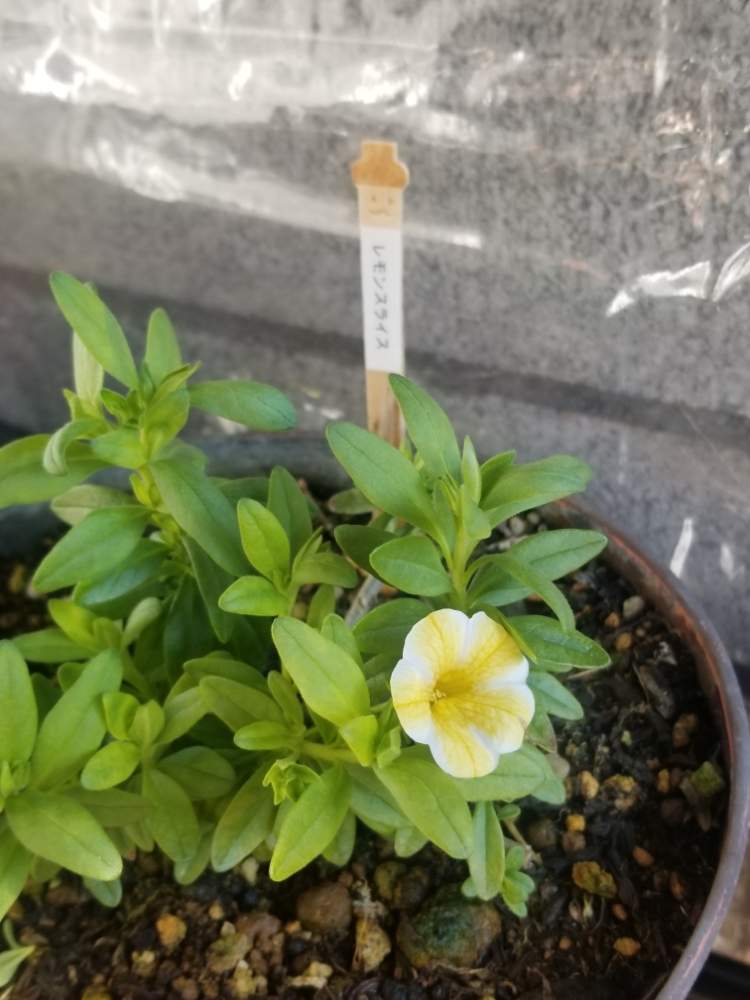 レモンスライス の投稿画像 By たまにゃんさん 初心者とカリブラコア とビニール温室とガーデニングと花のある暮らしと冬越し挑戦 月2月10日 Greensnap グリーンスナップ