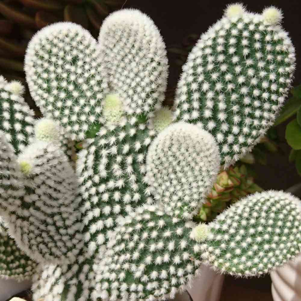 専用！多肉植物^o^  バニーカクタス 楽天市場】サボテン・バニーカクタス（白桃扇：はくとうせん） 4