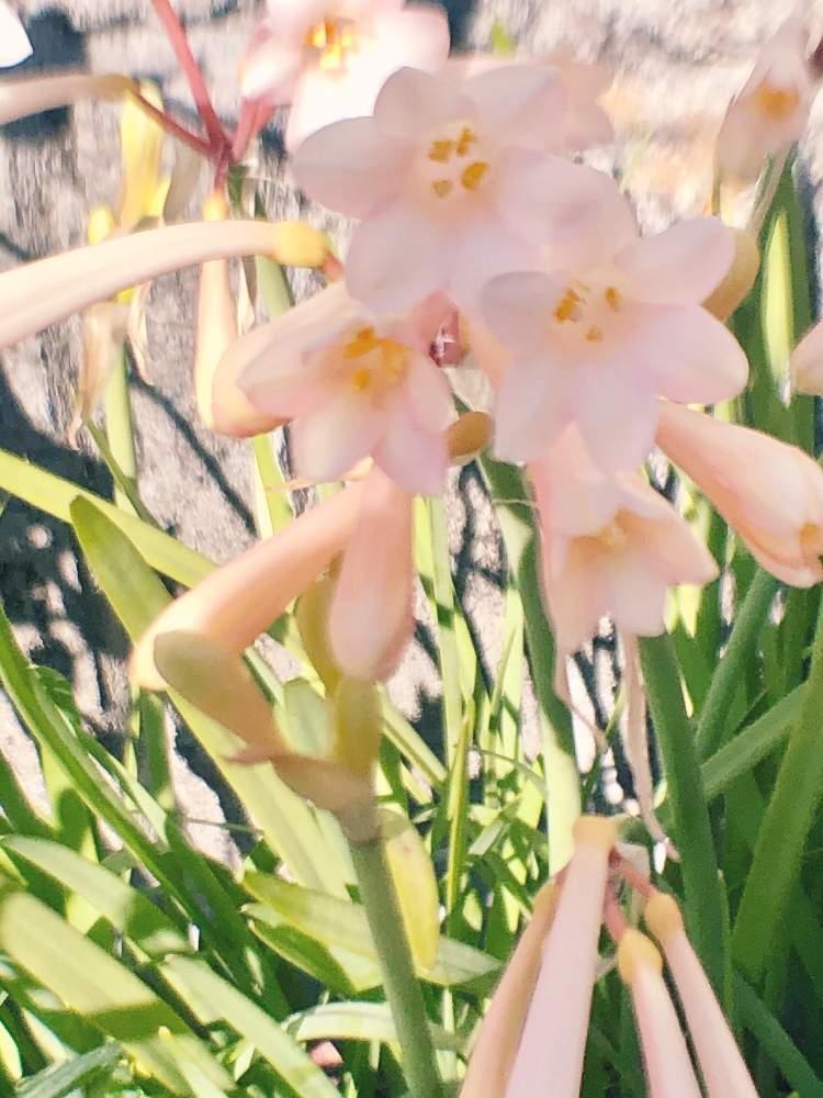 キルタンサスの投稿画像 By カンパニュラさん まだまだ咲くよ と鉢植えと花好きと花のある暮らしとかわいい 月2月10日 Greensnap グリーンスナップ