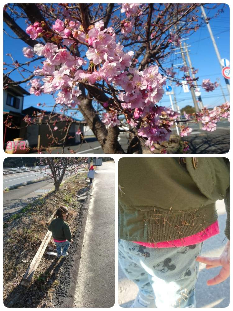 河津桜の投稿画像 By Ayaさん アメリカセンダングサと服に着くとチクチクとピンクと花のある暮らしと帰り道とくっつき虫 月2月10日 Greensnap グリーンスナップ 河津桜の投稿画像 By Ayaさん アメリカセンダングサと服に着くとチクチクとピンクと花のある暮らしと帰り道とくっつき虫 月2月10日 Greensnap グリーンスナップ