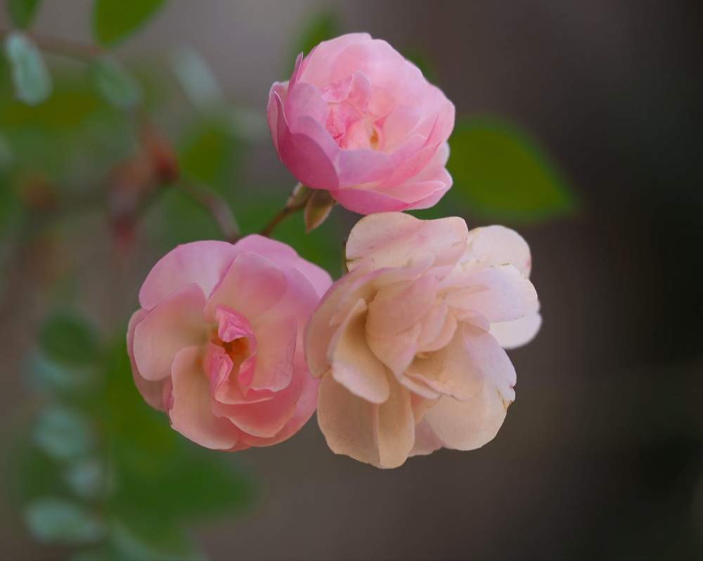 花の撮影の投稿画像 By 柊 しゅう さん 冬の薔薇と撮影は先日と横浜イングリッシュガーデンと M Zuiko Digital Ed 12 40mm F2 8 Proと冬の空とolympus M1 とミラーレス一眼と花のある暮らし 月2月10日 Greensnap グリーンスナップ 花の撮影の投稿画像 By 柊 しゅう さん 冬の薔薇と撮影は先日と横浜イングリッシュガーデンと M Zuiko Digital Ed 12 40mm F2 8 Proと冬の空とolympus M1 とミラーレス一眼と花のある暮らし 月2月10日 Greensnap グリーンスナップ