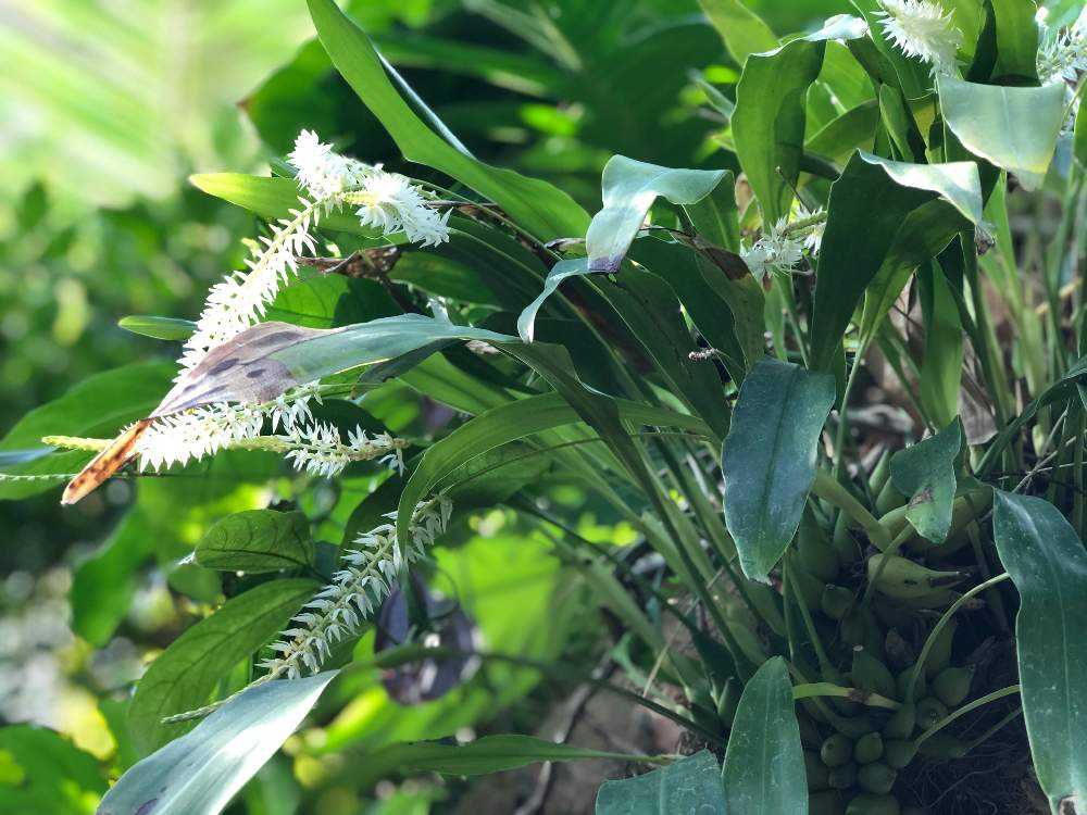 植物好きのためのアクアマリンふくしま｜🍀GreenSnap（グリーン