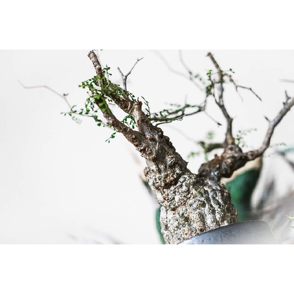 植物のある暮らしの投稿画像 By ラブーン さん 潅木とオペルクリカリア パキプスとcaudexとパキプスと塊根植物とoperculicaryapachypus 月2月10日 Greensnap グリーンスナップ