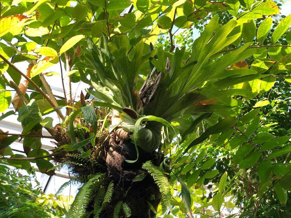 植物好きのためのアクアマリンふくしま｜🍀GreenSnap（グリーンスナップ）