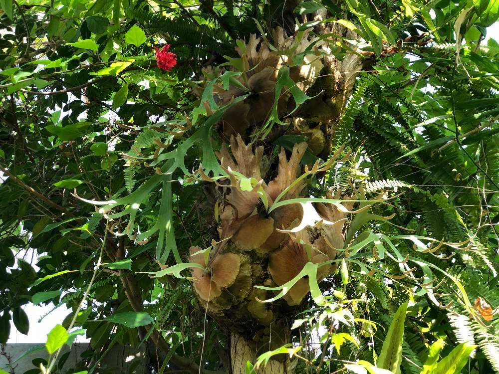 植物好きのためのアクアマリンふくしま｜🍀GreenSnap（グリーン
