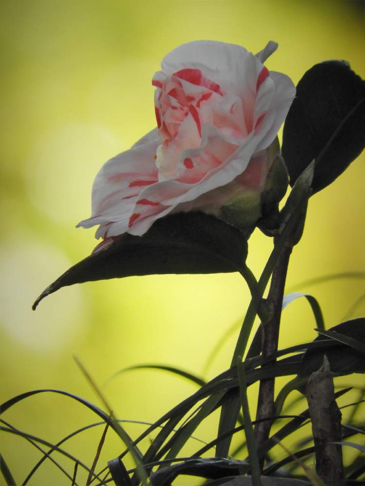 椿 つばきの投稿画像 By 嶌縞 シマシマ さん コンパクトカメラと花のある風景と癒しの花たち 月2月10日 Greensnap グリーンスナップ