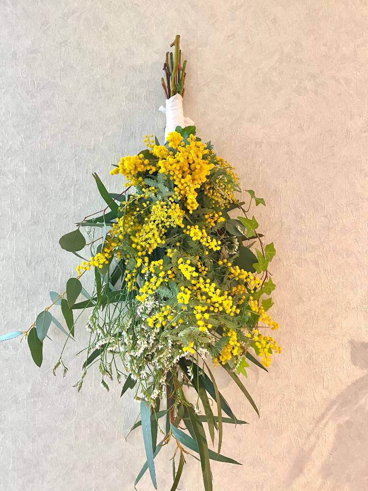 花のある暮らしの投稿画像 By Watacoさん ミモザのスワッグとミモザの季節 月2月10日 Greensnap グリーンスナップ