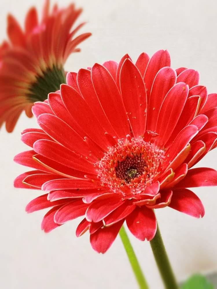 ガーベラの投稿画像 By たまごさん 綺麗な花とビタミンカラーと赤い花とガーデニングと花のある暮らしと ガーベラとかわいい花 月2月11日 Greensnap グリーンスナップ
