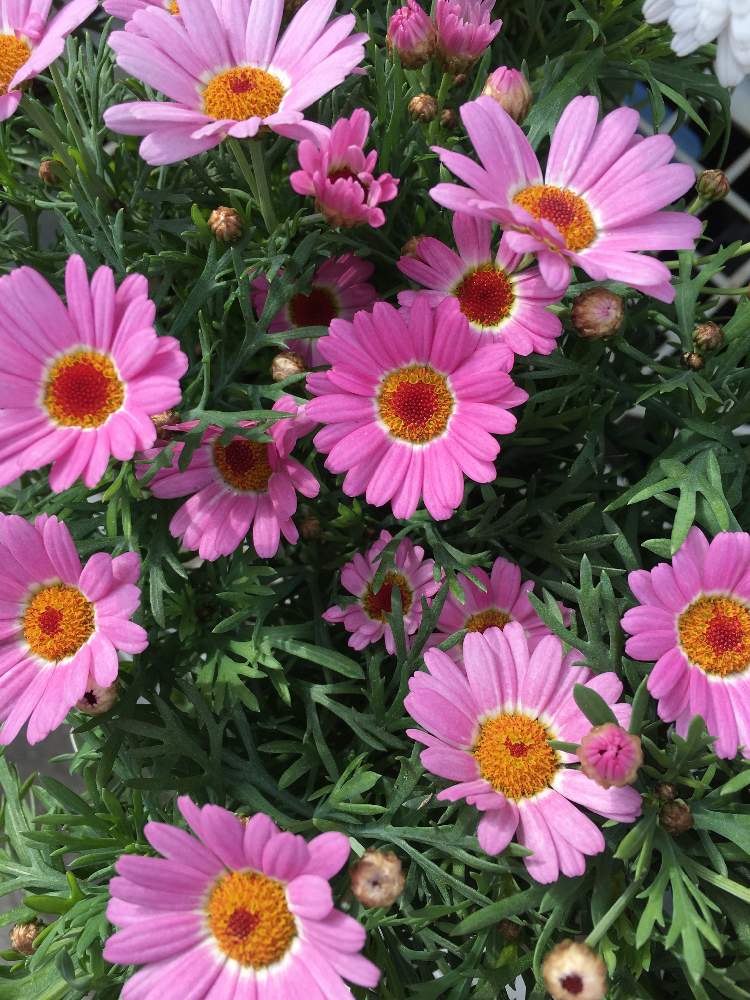 マーガレットモリンバの投稿画像 By Manabeさん キク科とモクシュンギク属 月2月11日 Greensnap グリーンスナップ