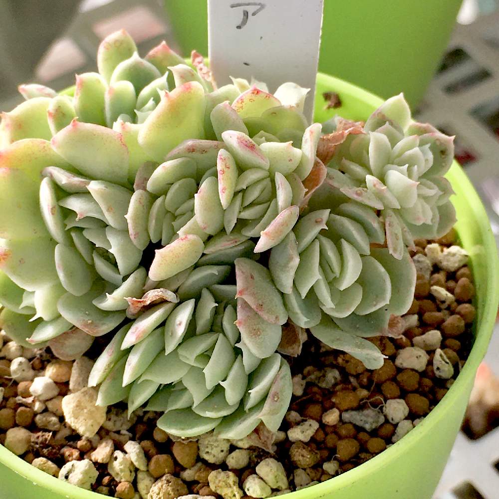 山形の投稿画像 By Yukari23さん 冬越しと東北と イリアと簡易温室と多肉女子と暖冬とタニラーと可愛いと花のある暮らしと多肉寄せ植え 月2月11日 Greensnap グリーンスナップ