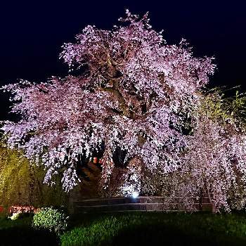 春先取り✌️の画像 by toshi17さん | お出かけ先とさくら サクラ 桜と祇園しだれ桜としあわせ色と円山公園とスマホ撮影と花期錯誤とfrom過去ライブラリとお写んぽと華やかとGS映えと癒される♪と綺麗と鮮やか と京都と花のある暮らしと春先取り✌️とサクラ咲く♪