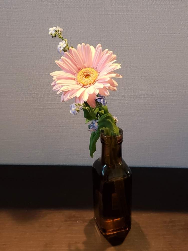 ガーベラの投稿画像 By たぬきちさん 忘れな草と一輪挿しと花のある暮らしとみどりのある暮らし 月2月11日 Greensnap グリーンスナップ