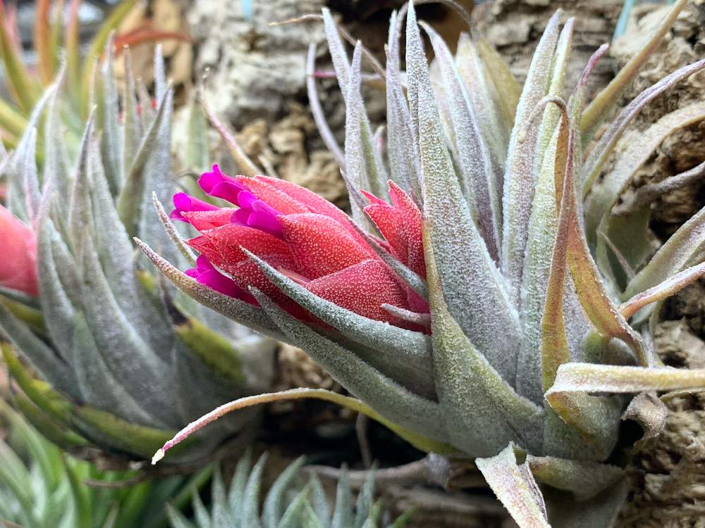 紺×赤 ゲリラ値下げ Tillandsia heubergeri - 通販 - www