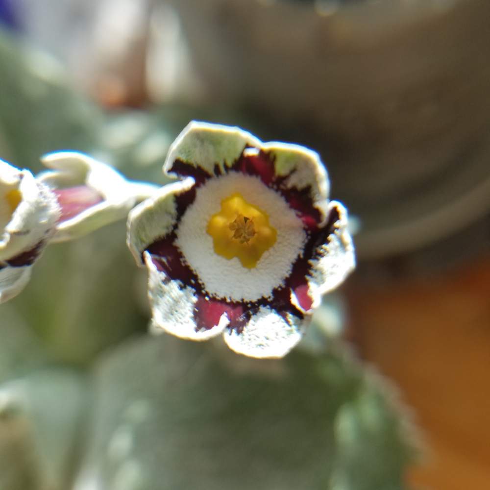 プリムラオーリキュラの投稿画像 By Mimimintさん 鉢植えと花のある暮らしとprimulaauriculas 月2月11日 Greensnap グリーンスナップ