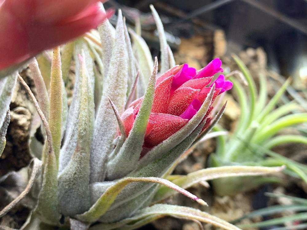 Tillandsia heubergeri｜🍀GreenSnap（グリーンスナップ）