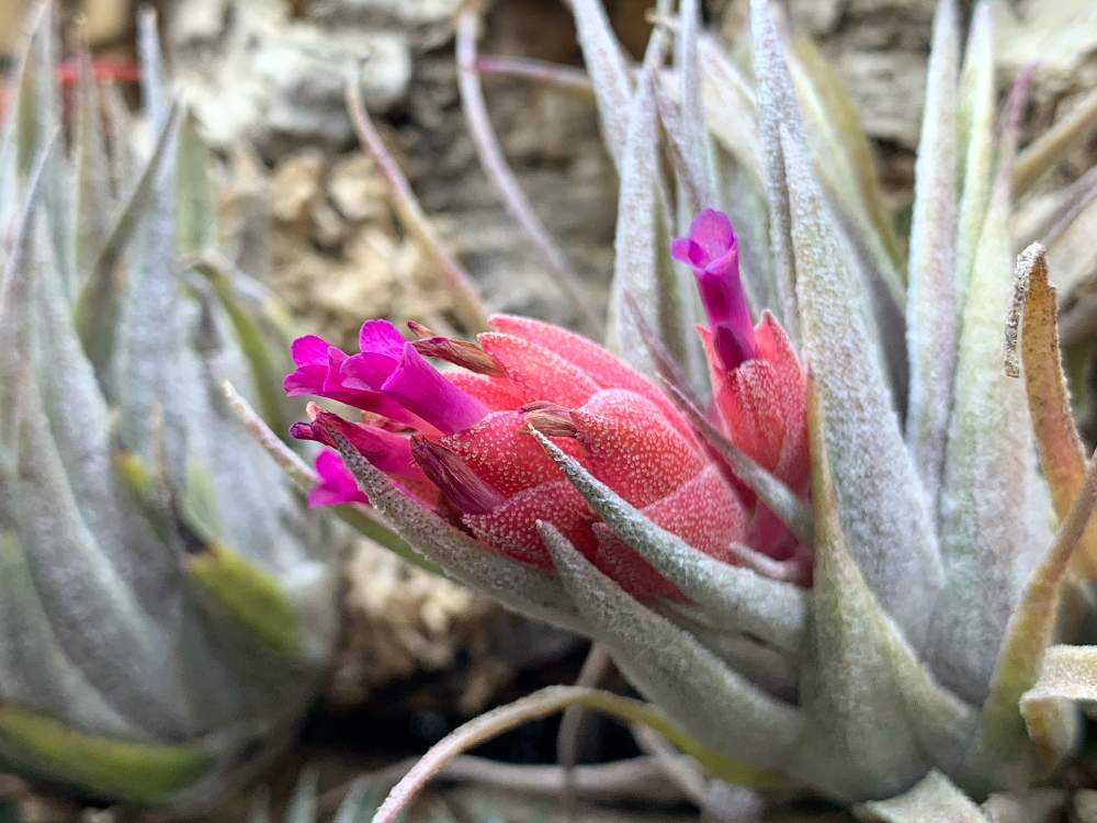 Tillandsia heubergeri｜🍀GreenSnap（グリーンスナップ）
