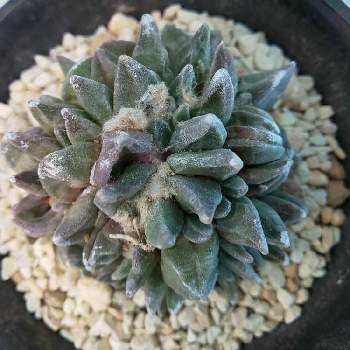 変わりいぼ 青磁花牡丹の投稿画像一覧 Greensnap グリーンスナップ