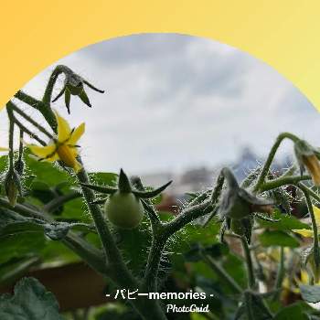 ミニトマト  レジナの画像 by パピーさん | バルコニー/ベランダとミニトマト  レジナとパピーの家の花と実を付けた植物フォトコン