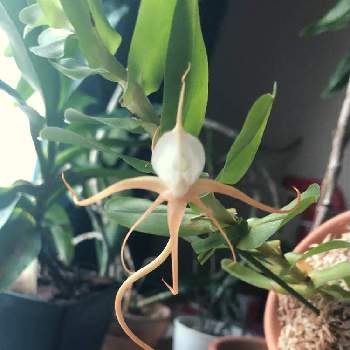 Angraecum の投稿画像一覧 Greensnap グリーンスナップ