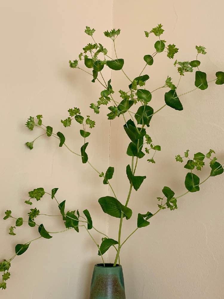 ププレリウムの投稿画像 By くくるさん 花のある暮らしと白柴 とブプレリウム水差し 月2月11日 Greensnap グリーンスナップ