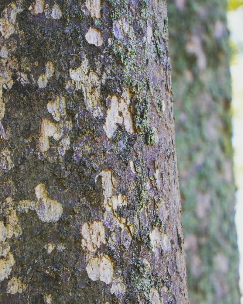 ニッケイの樹皮の投稿画像 By Minoさん 東山植物園と植物のある暮らしと植物散策と樹木と樹皮図鑑と植物園と植物散歩 2020月2月11日 Greensnap グリーンスナップ