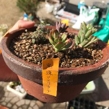 宝珠アメリカーナの投稿画像一覧 Greensnap グリーンスナップ