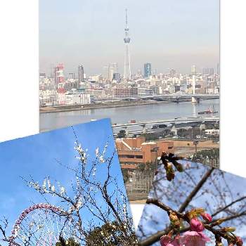観覧車の画像 by コスモスラブさん | お出かけ先と 梅の花と 河津桜と観覧車と東京スカイツリー