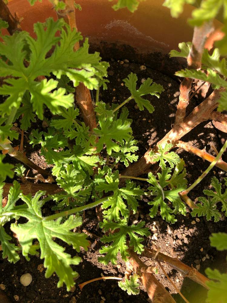 冬越しの投稿画像 By ベルガモットさん 初心者と身近な花と ゼラニウムと癒しと復活とハーブと幼虫といい香りと冬越しと初心者と身近な花と ゼラニウムと癒しと復活とハーブと幼虫といい香り 月2月11日 Greensnap グリーンスナップ Greensnap グリーン