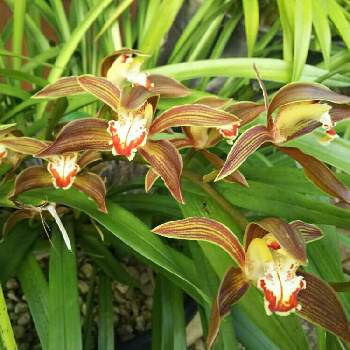 春蘭 通称 ジジババ の投稿画像一覧 Greensnap グリーンスナップ