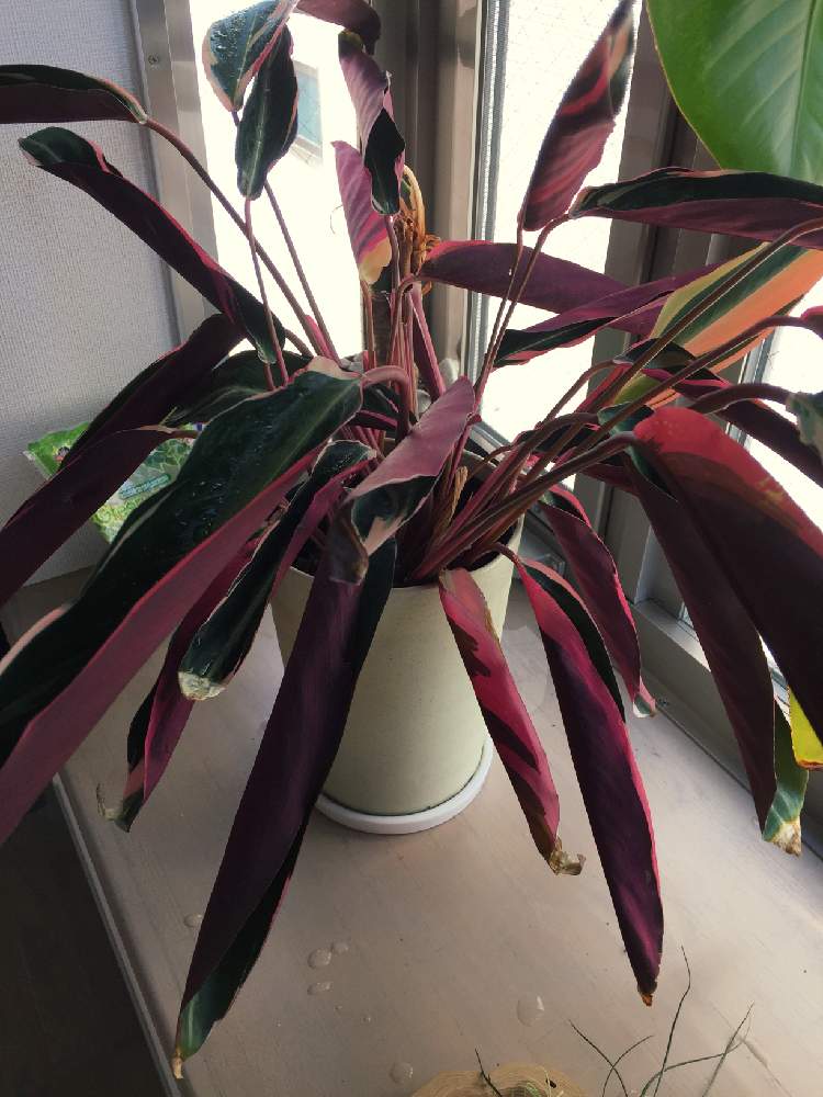 相談の投稿画像 By なみすさん 月2月11日 Greensnap グリーンスナップ