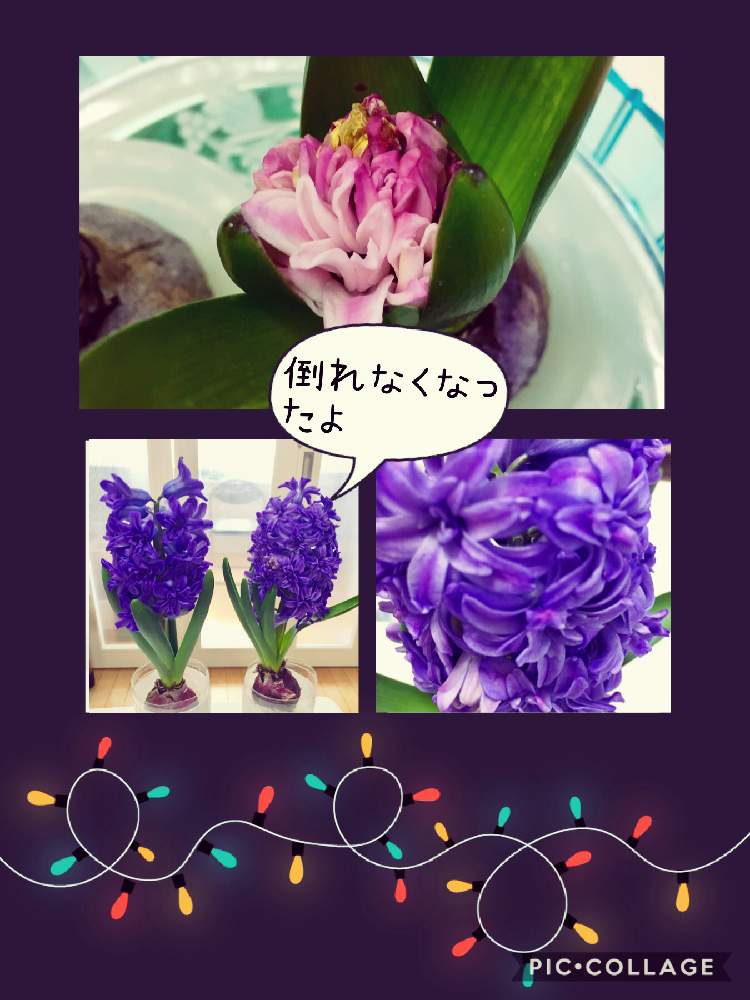 ヒヤシンスの水耕栽培の投稿画像 By みなとの風さん 冬に咲く花と植物の力と紫色の花とgs映えと季節の花と花のある暮らしとヒヤシンス栽培記録 月2月11日 Greensnap グリーンスナップ