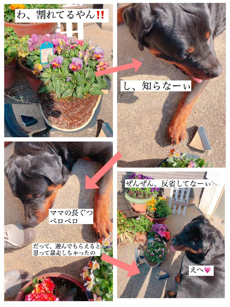 ビオラ パンジーの投稿画像 By Fumi Fumiさん ロットワイラー犬と鉢がわれてると花のある暮らしと可愛らしいビオラ 月2月11日 Greensnap グリーンスナップ