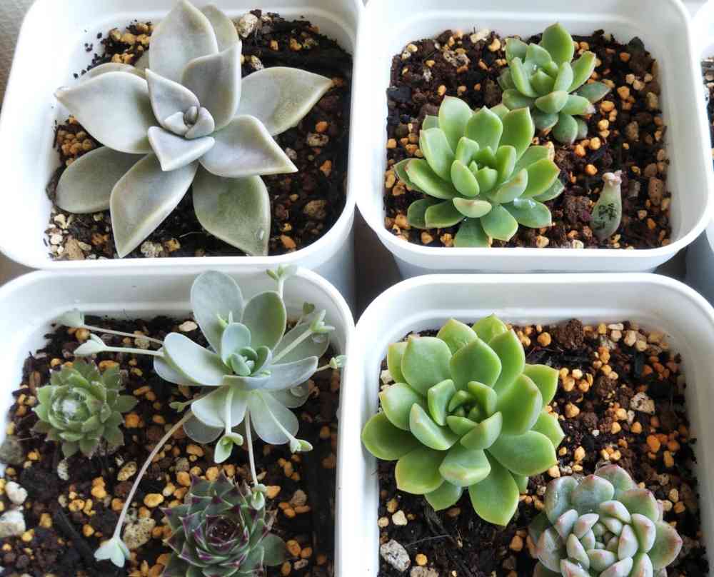 子持ち蓮華の成長｜🍀GreenSnap（グリーンスナップ）